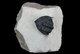 Metacanthina Trilobite - Lghaft, Morocco #128943-3